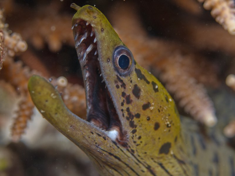Moray eel, Bounty